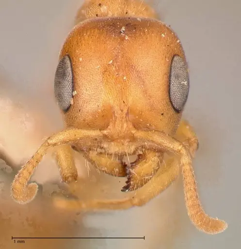 Pseudomyrmex mordax - FOCOL0688