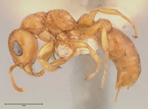 Pseudomyrmex mordax - FOCOL0688