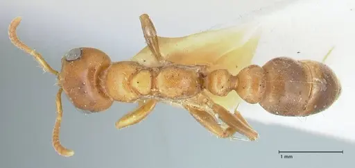 Pseudomyrmex mordax - FOCOL1190