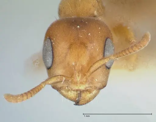 Pseudomyrmex mordax - FOCOL1190