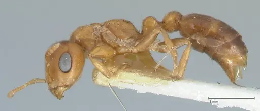 Pseudomyrmex mordax - FOCOL1190