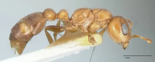 Pseudomyrmex mordax - FOCOL1190