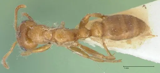 Pseudomyrmex mordax - FOCOL1191