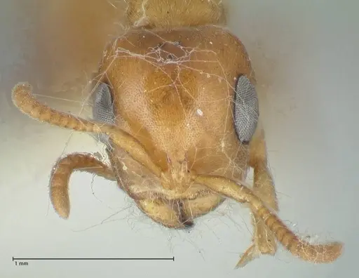 Pseudomyrmex mordax - FOCOL1191
