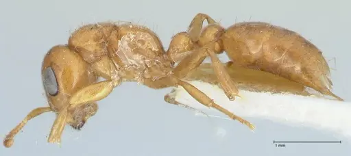 Pseudomyrmex mordax - FOCOL1191