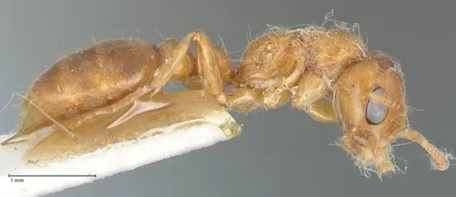 Pseudomyrmex mordax - FOCOL1191