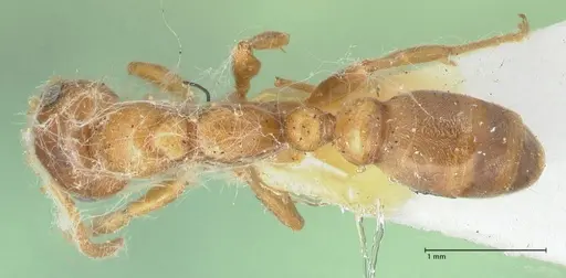 Pseudomyrmex mordax - FOCOL1192