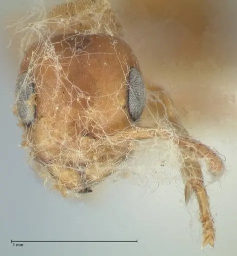 Pseudomyrmex mordax - FOCOL1192