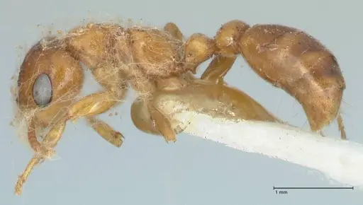 Pseudomyrmex mordax - FOCOL1192