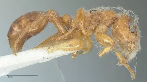 Pseudomyrmex mordax - FOCOL1192