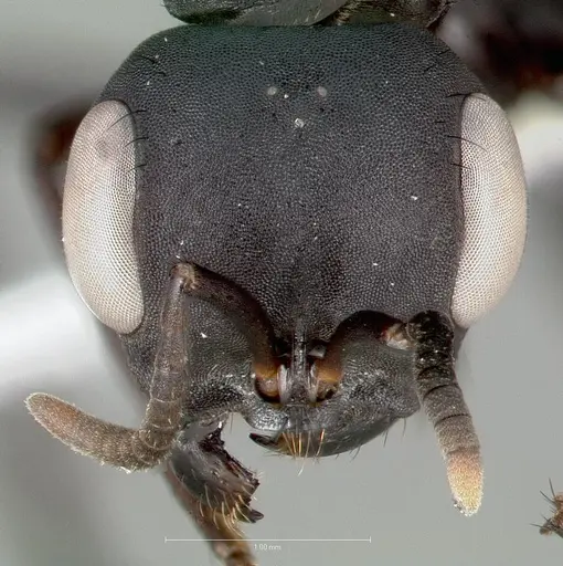 Pseudomyrmex niger specimen