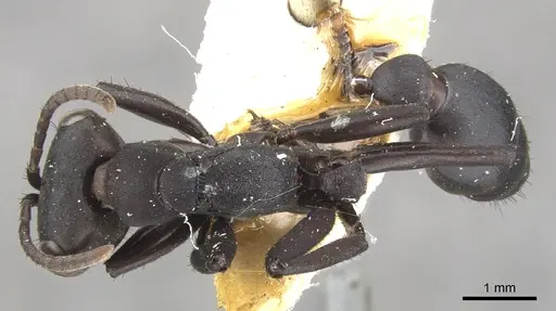 Pseudomyrmex niger - CASENT0902853