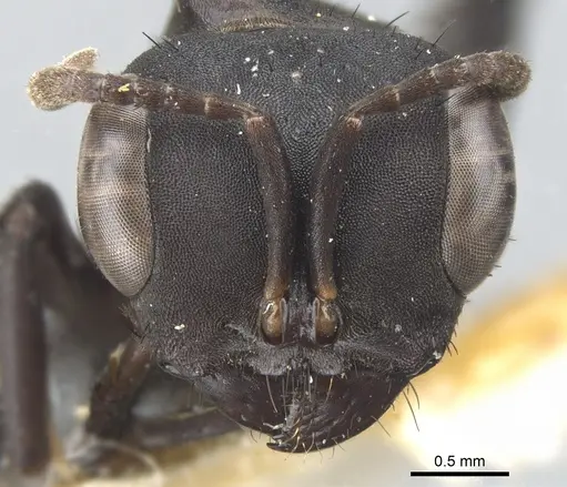 Pseudomyrmex niger - CASENT0902853