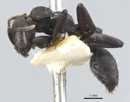 Pseudomyrmex niger - CASENT0902853