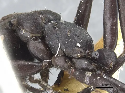 Pseudomyrmex niger - CASENT0902853