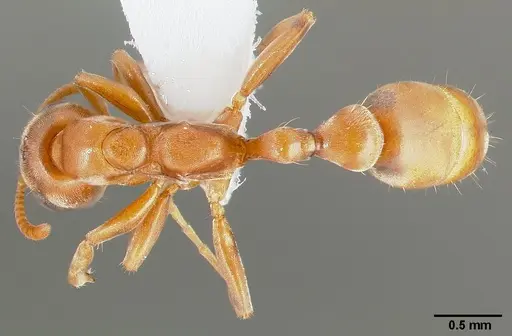 Pseudomyrmex nigrocinctus specimen