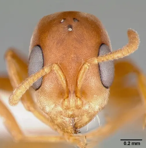 Pseudomyrmex nigrocinctus specimen
