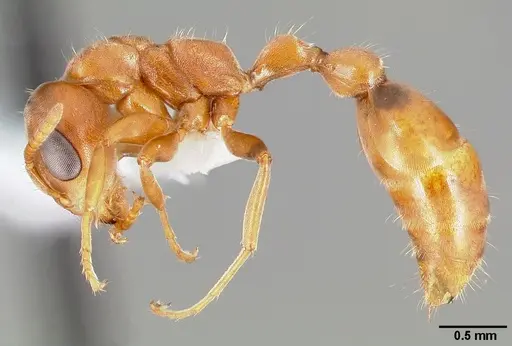 Pseudomyrmex nigrocinctus specimen