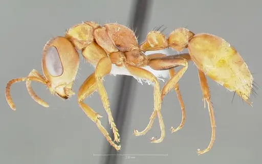 Pseudomyrmex nigropilosus specimen