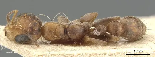 Pseudomyrmex nigropilosus - CASENT0904046