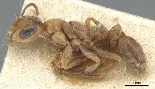 Pseudomyrmex nigropilosus - CASENT0904046