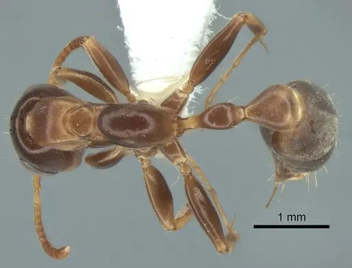 Pseudomyrmex nimbus specimen