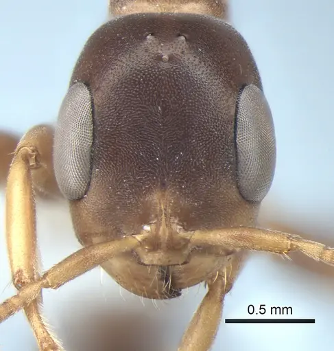 Pseudomyrmex nimbus specimen