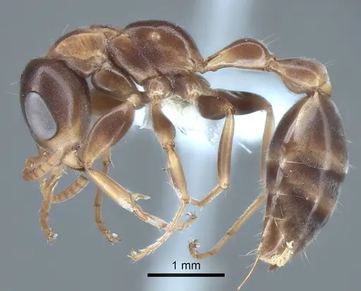 Pseudomyrmex nimbus specimen