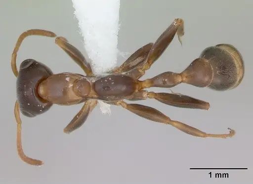 Pseudomyrmex nimbus - JTLC000005477
