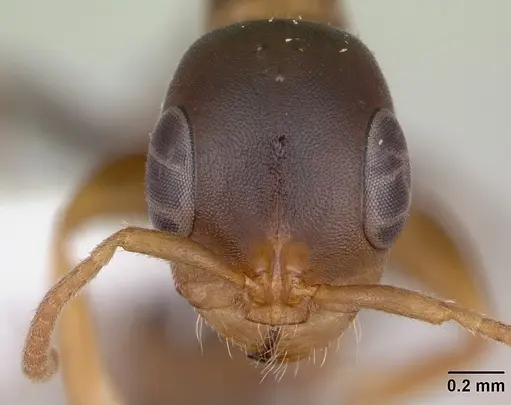 Pseudomyrmex nimbus - JTLC000005477