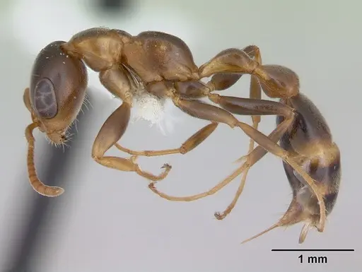 Pseudomyrmex nimbus - JTLC000005477