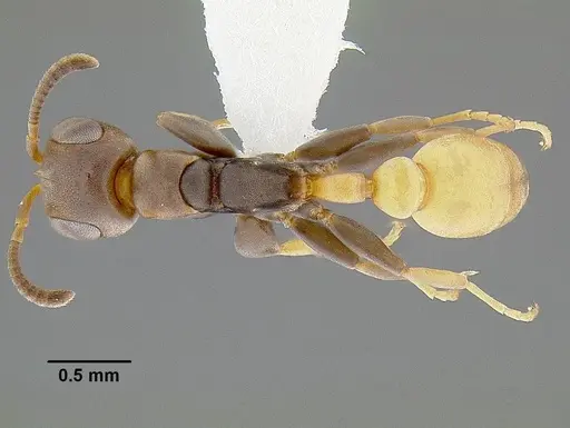 Pseudomyrmex obtusus specimen