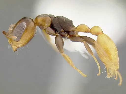 Pseudomyrmex obtusus specimen