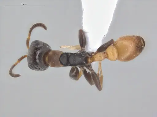 Pseudomyrmex obtusus - ECOFOG-BUG-1383-07