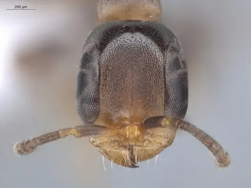 Pseudomyrmex obtusus - ECOFOG-BUG-1383-07