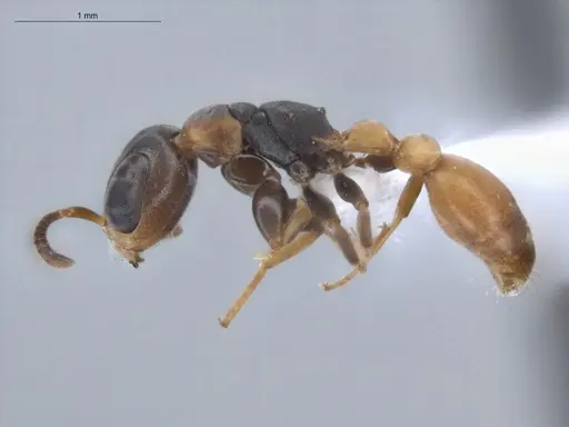 Pseudomyrmex obtusus - ECOFOG-BUG-1383-07