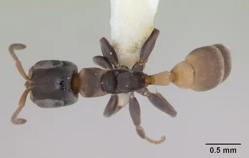 Pseudomyrmex obtusus - LACMENT142550