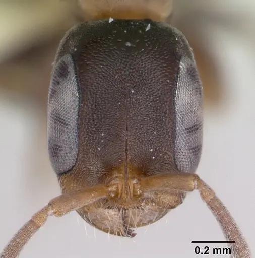 Pseudomyrmex obtusus - LACMENT142550