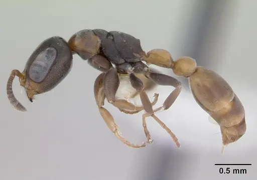 Pseudomyrmex obtusus - LACMENT142550