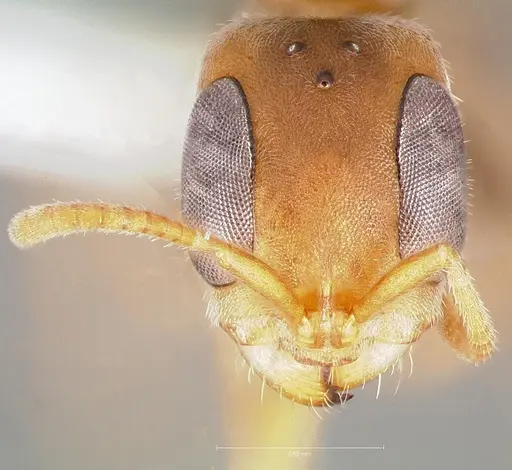 Pseudomyrmex oculatus specimen