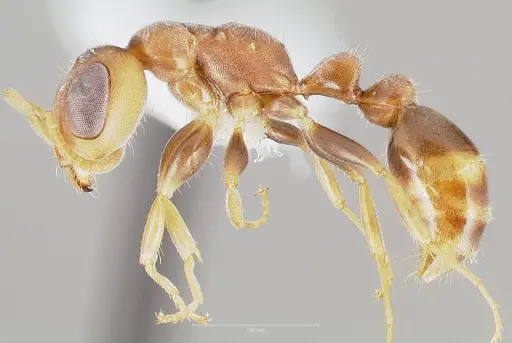Pseudomyrmex oculatus specimen