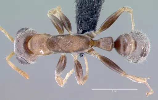 Pseudomyrmex oculatus - CASENT0040138