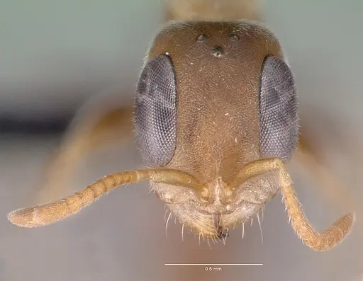 Pseudomyrmex oculatus - CASENT0040138
