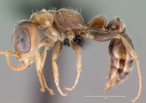 Pseudomyrmex oculatus - CASENT0040138