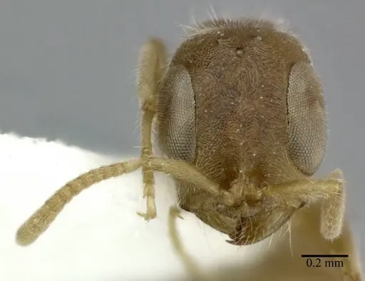 Pseudomyrmex oculatus - CASENT0246286