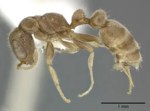 Pseudomyrmex oculatus - CASENT0246286