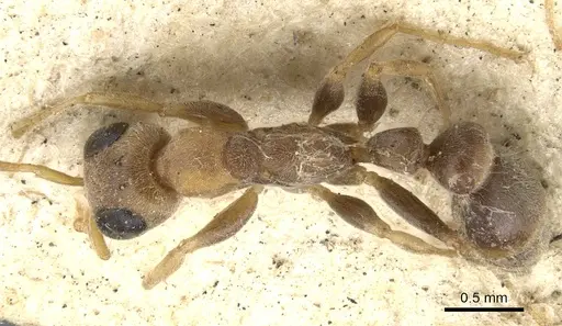 Pseudomyrmex oculatus - CASENT0902915