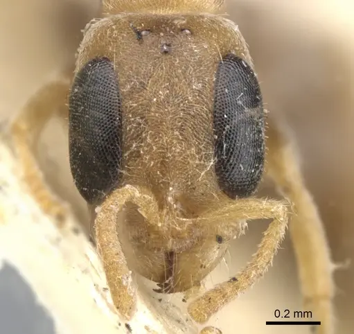 Pseudomyrmex oculatus - CASENT0902915