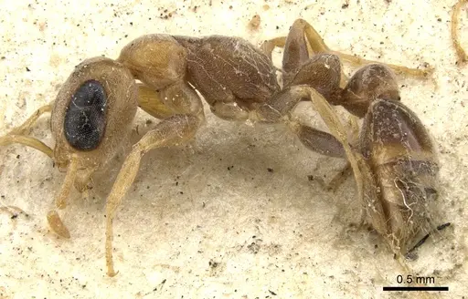 Pseudomyrmex oculatus - CASENT0902915