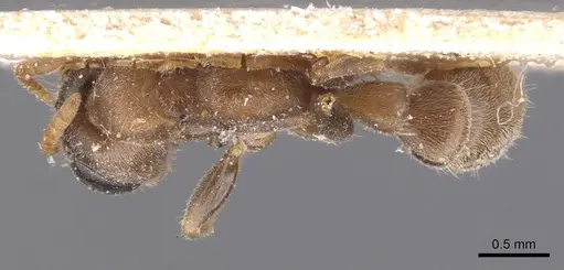 Pseudomyrmex oculatus - CASENT0907530